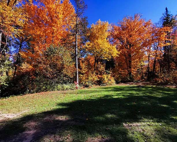 Terrain boisé à louer Ferme-Neuve